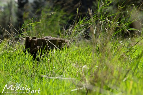 יער כסום Landscape נוף-5480