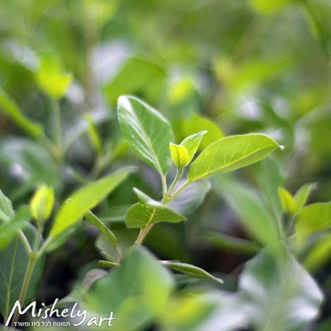 Flowers פרחים-8966