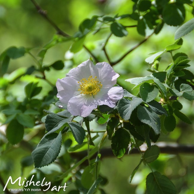 Flowers פרחים-90955