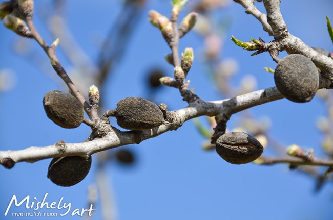 Nature טבע-8011 שקדים וניצנים