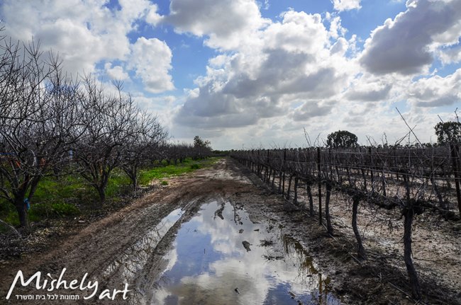 Nature טבע-8054 השתקפות