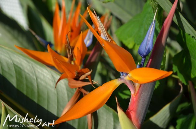 Flowers VS פרחים-0519